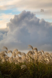 Read more about the article New Gallery 市原市のアルバム