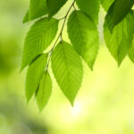 Quiet Green Forests