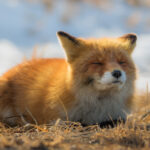 Ezo Red Fox (Vulpes vulpes schrencki)