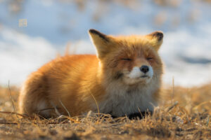 Read more about the article Ezo Red Fox (Vulpes vulpes schrencki)