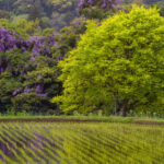 The Colour of Spring Air