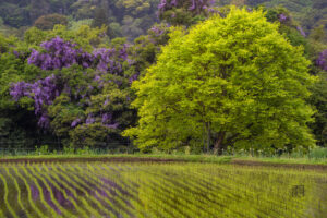 Read more about the article The Colour of Spring Air