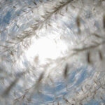 A different take on susuki grass -Miscanthus sinensis