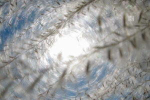 Read more about the article A different take on susuki grass -Miscanthus sinensis